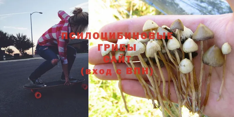 закладка  MEGA сайт  Галлюциногенные грибы мицелий  Губаха 