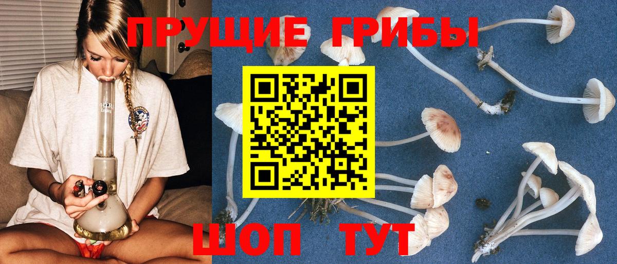 Псилоцибиновые грибы прущие грибы Губаха
